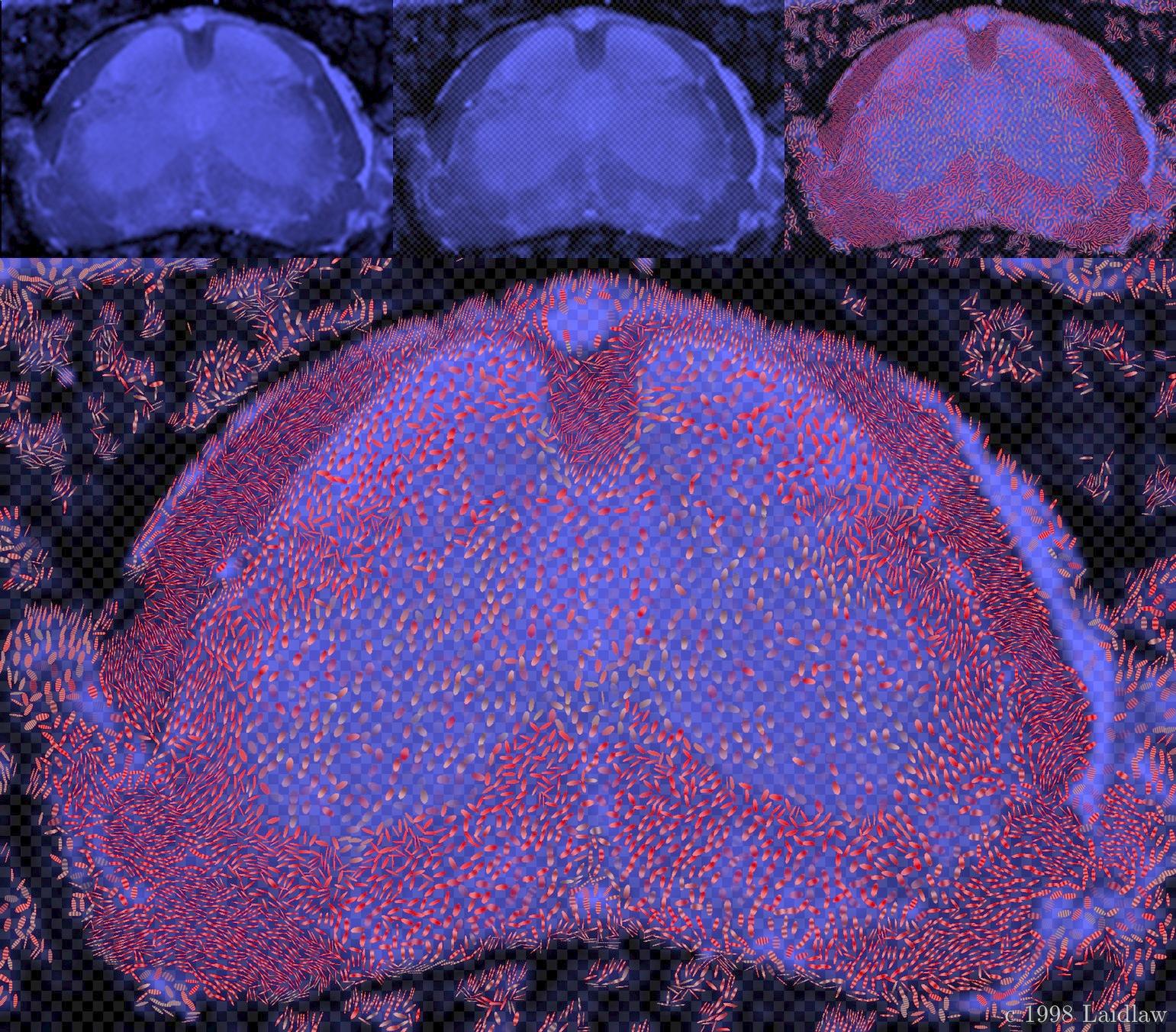 Mouse spinal chord MRI images visualized as impressionist paintings