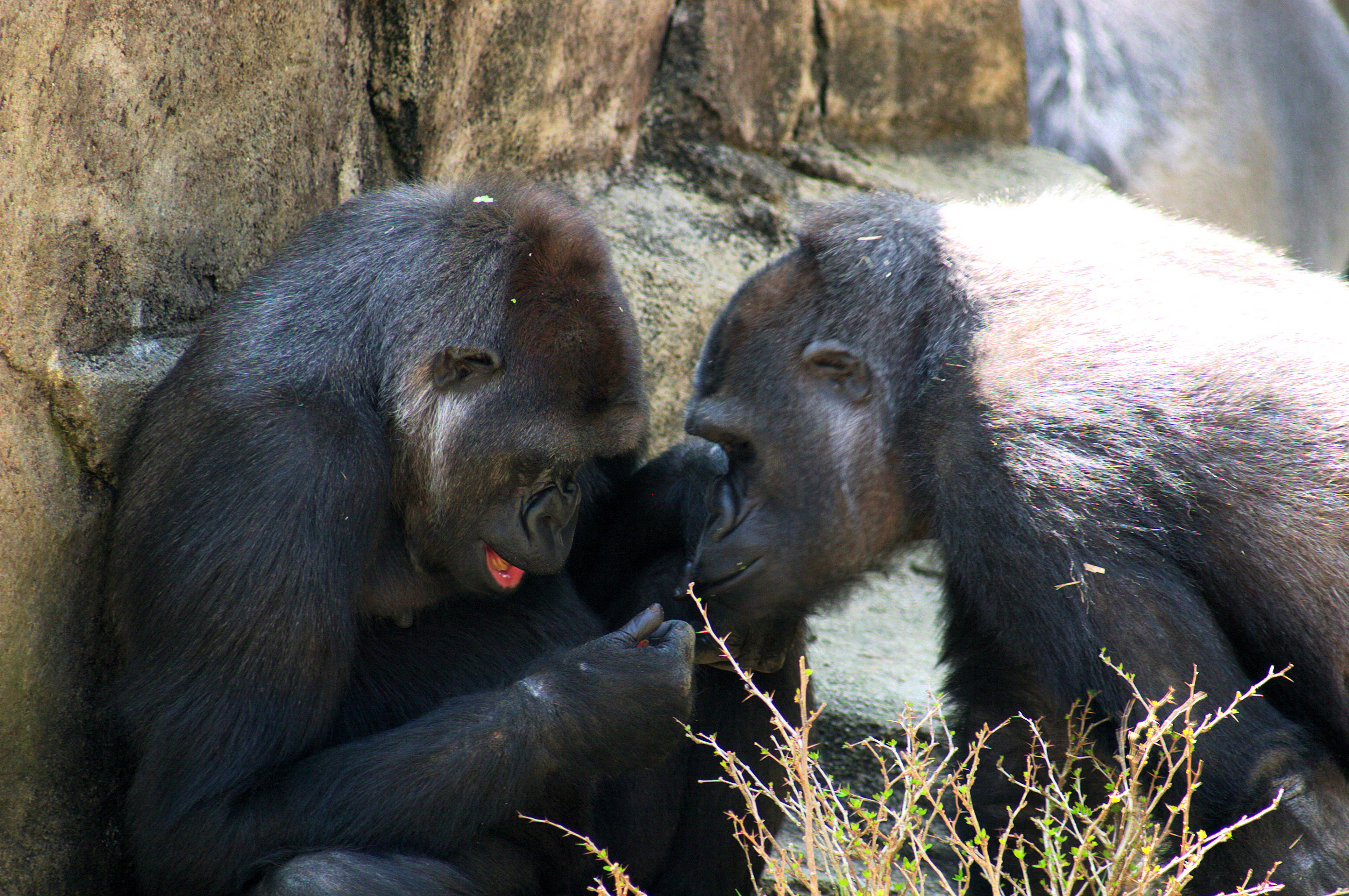 Gorillas grooming