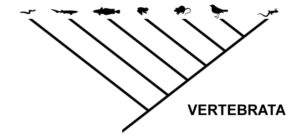 Cladogram of vertebrata