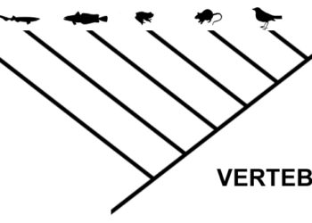Cladogram of vertebrata