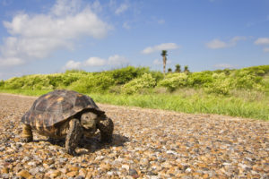tortoise on the road