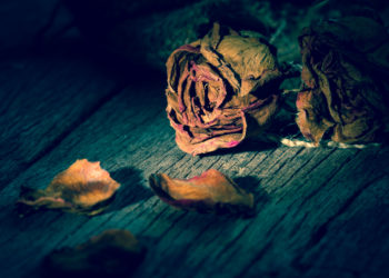 withered flower