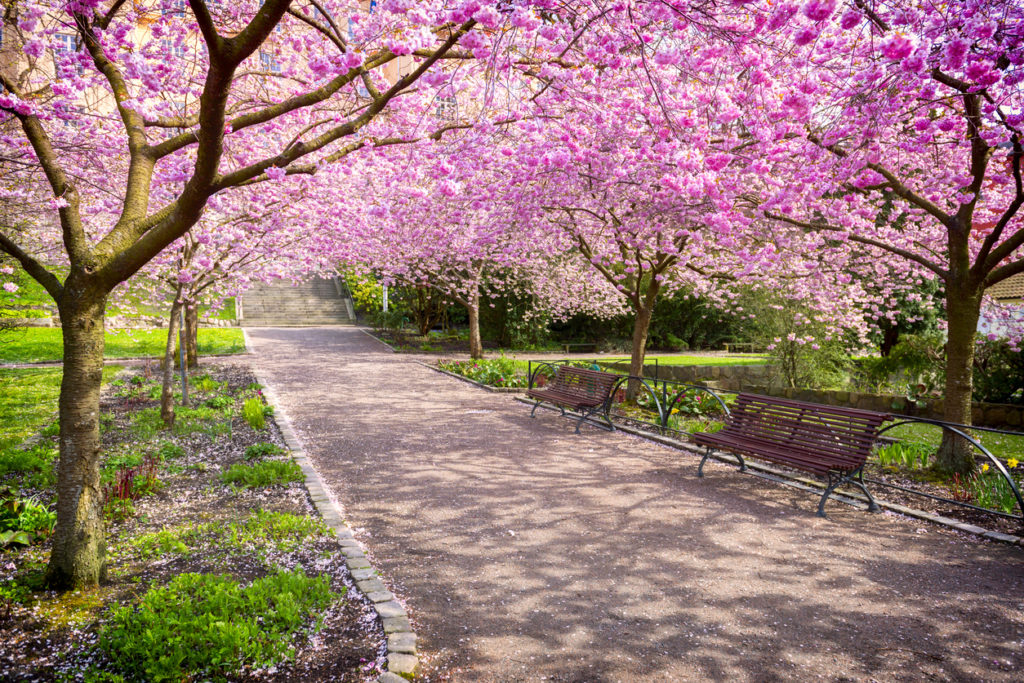 Cherry tree park in full bloom - The Scholarly Kitchen