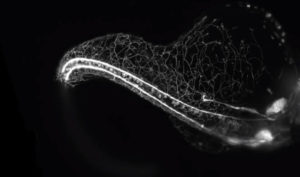 zebrafish embryo nervous system