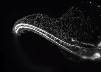 zebrafish embryo nervous system