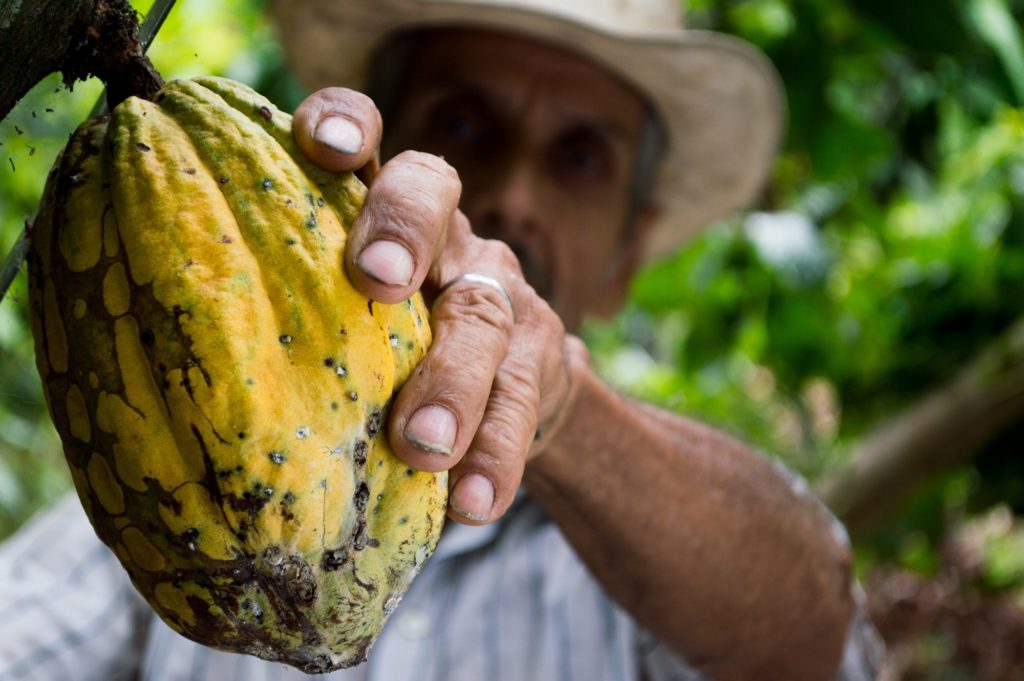 Man harvesting a cocoa bean