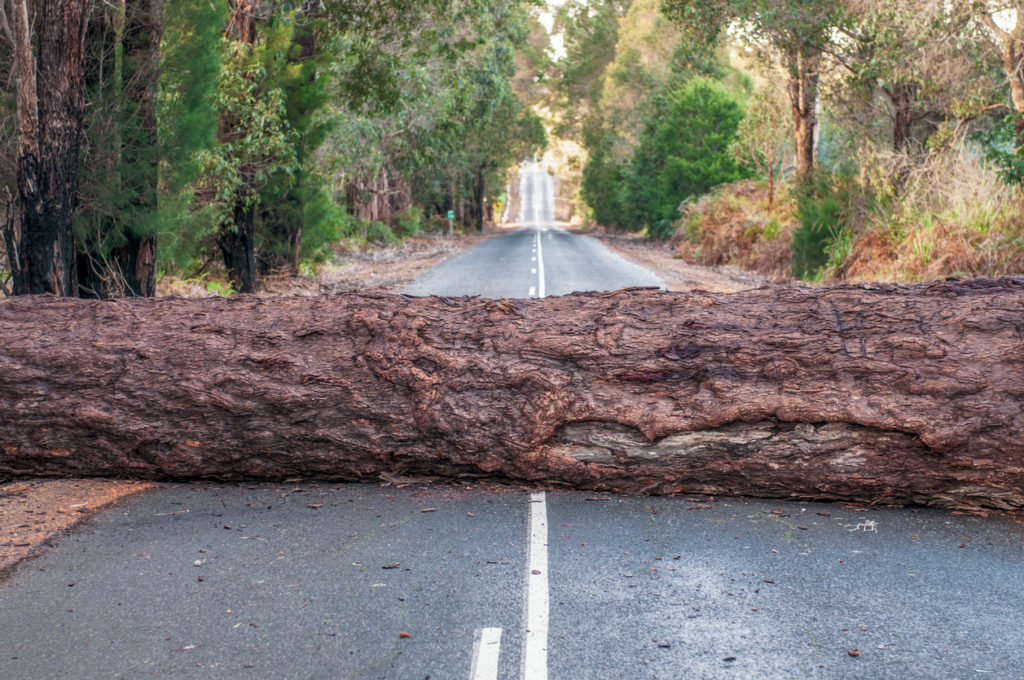 road blocked by fallen tree