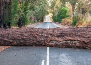 road blocked by fallen tree