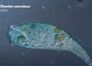 microscopic specimen