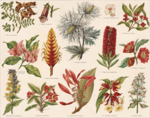 illustration of plant taxonomy