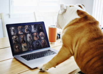 Dog Working at Home on a Web Chat Meeting