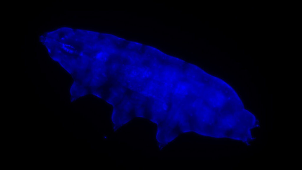 fluorescent tardigrade