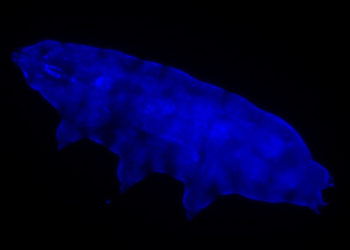 fluorescent tardigrade