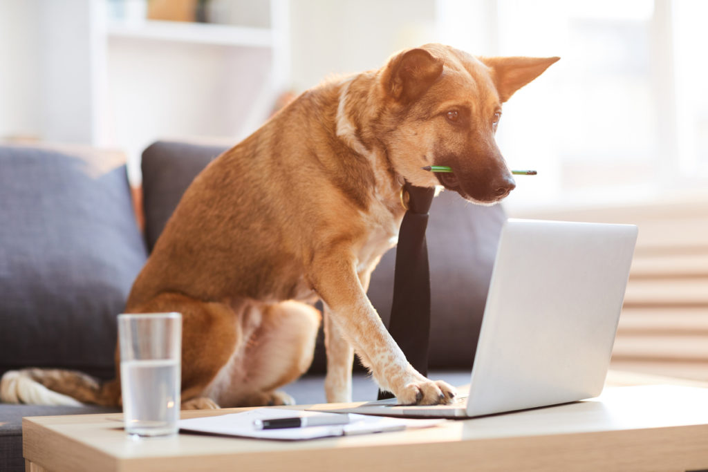 dog working at a computer