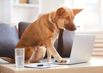 dog working at a computer