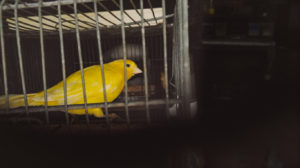 canary in a coalmine