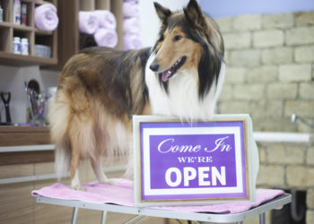 dog with open sign