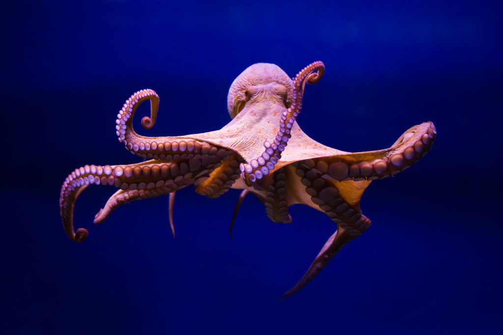 photograph of an octopus