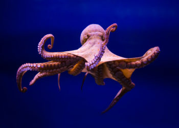 photograph of an octopus
