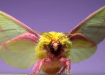 screengrab of rosy maple moth