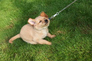 stubborn dog resistent puppy tugs on leash