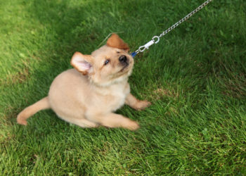 stubborn dog resistent puppy tugs on leash