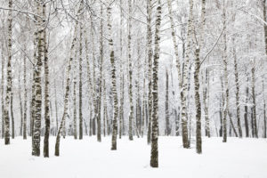 Birchwood forest in winter