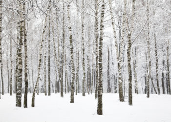 Birchwood forest in winter