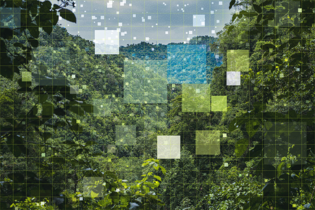 abstract nature scene, photo of forest with digital squares overlaid upon it