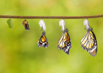 Transformation of common tiger butterfly emerging from cocoon