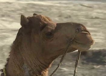 Roshan the camel