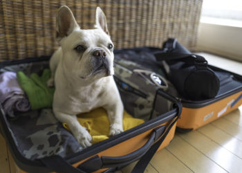 dog sitting on top of packed suitcase
