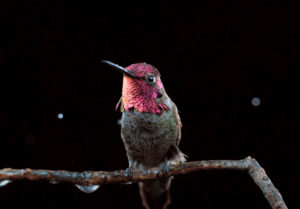 iridescent hummingbird sitting on a branch