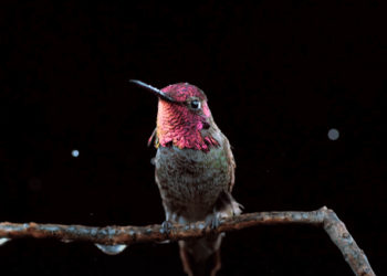 iridescent hummingbird sitting on a branch