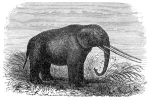 Illustration of a mastodon