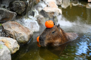 capybara in hot spring with fruit on its head