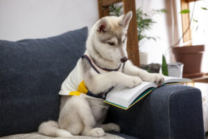 Cute husky puppy is sitting on the couch and reading a book
