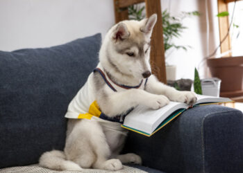Cute husky puppy is sitting on the couch and reading a book