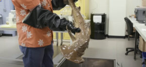 preserved shark being lifted from storage tank