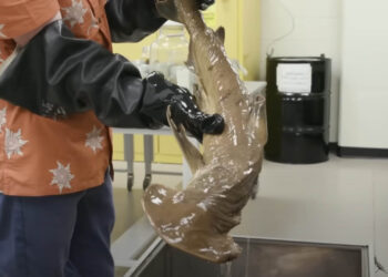 preserved shark being lifted from storage tank