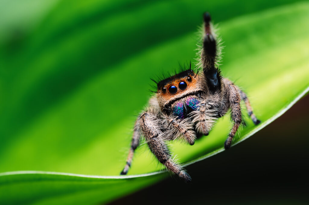 A colorful and extremely cute jumping spider standing on a leaf