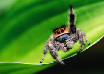 A colorful and extremely cute jumping spider standing on a leaf