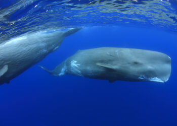 two sperm whales