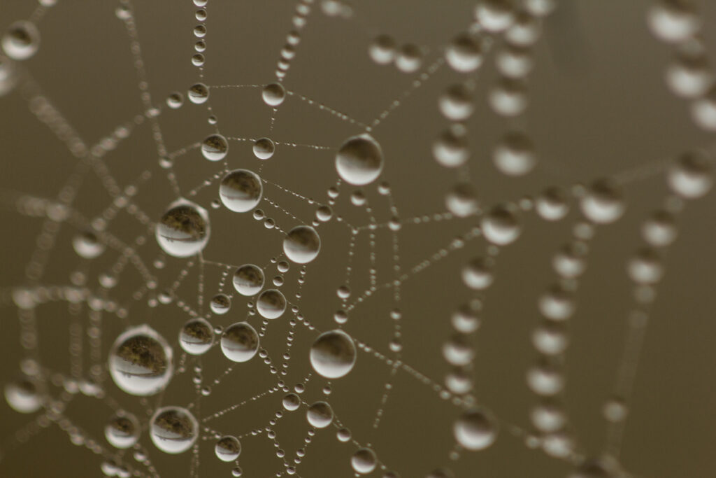 close-up view of dew on a spider web