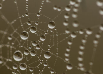 close-up view of dew on a spider web