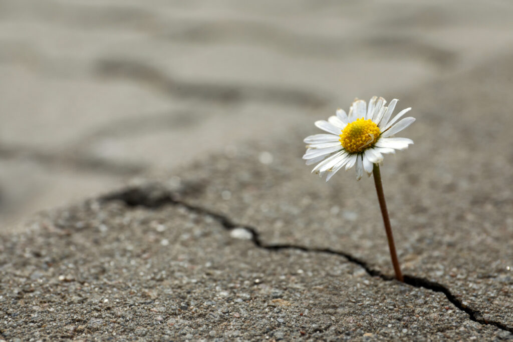 Flower growing out of crack in asphalt