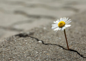 Flower growing out of crack in asphalt