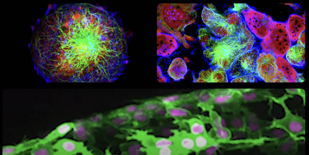 Screenshot The Scholarly Kitchen