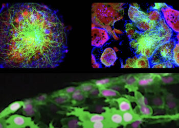 Images of fluoresecently labeled cells and tissues