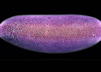 fluorescently labeled drosophila embryo